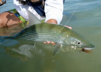 REPORT: New Caledonia – spinning in fly fishing heaven